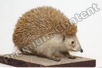 Hedgehog - Erinaceus europaeus 0004